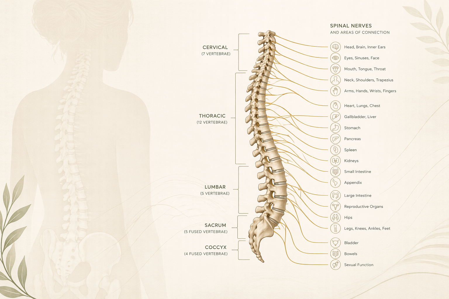 Diagram of the spine showing cervical, thoracic, lumbar, sacral, and coccyx vertebrae and the body regions their nerves connect to